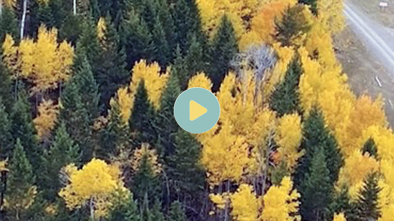 Video from Queen of Diamonds Inn>